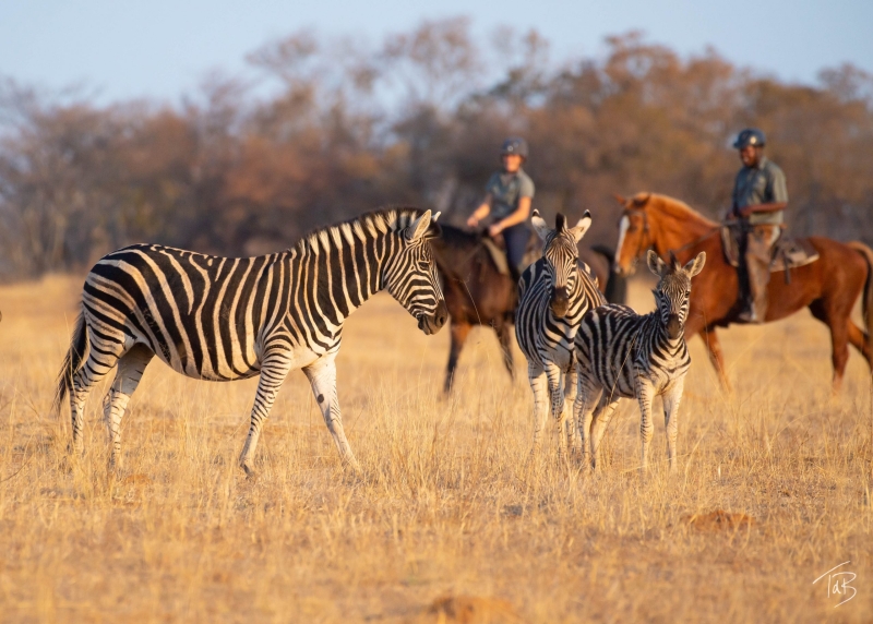 Safari en afrique du sud et Botswana