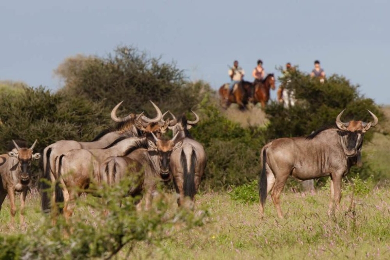 safari a cheval afrique