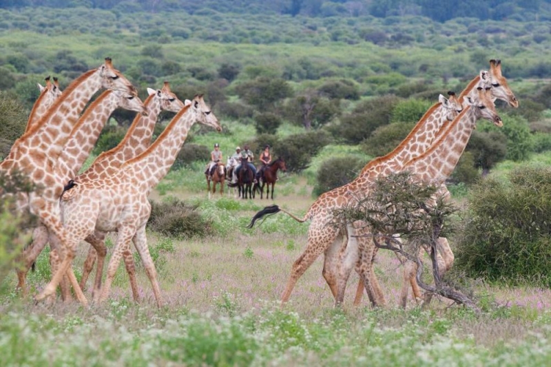 faire un safari a cheval