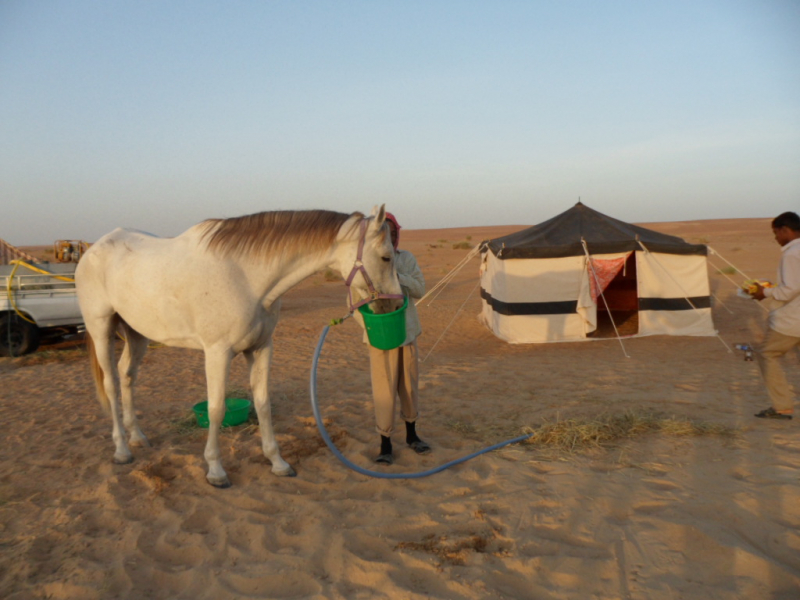 visit Oman on horseback