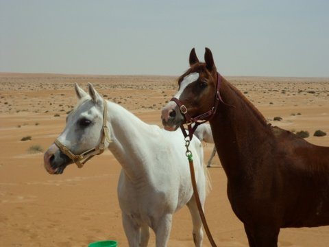 faire du cheval à Oman