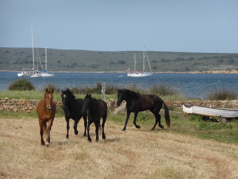 horseback trail ride minorca