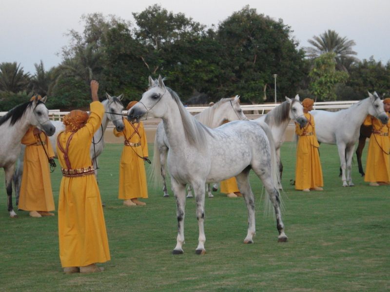 Oman horse vacation
