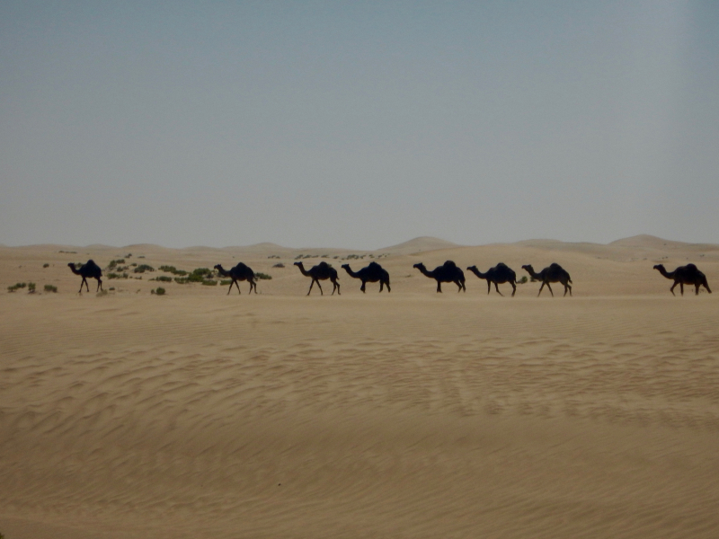 randonnée à cheval Oman