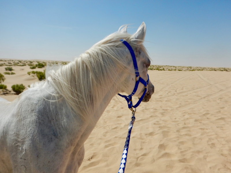 equestrian holiday in Oman