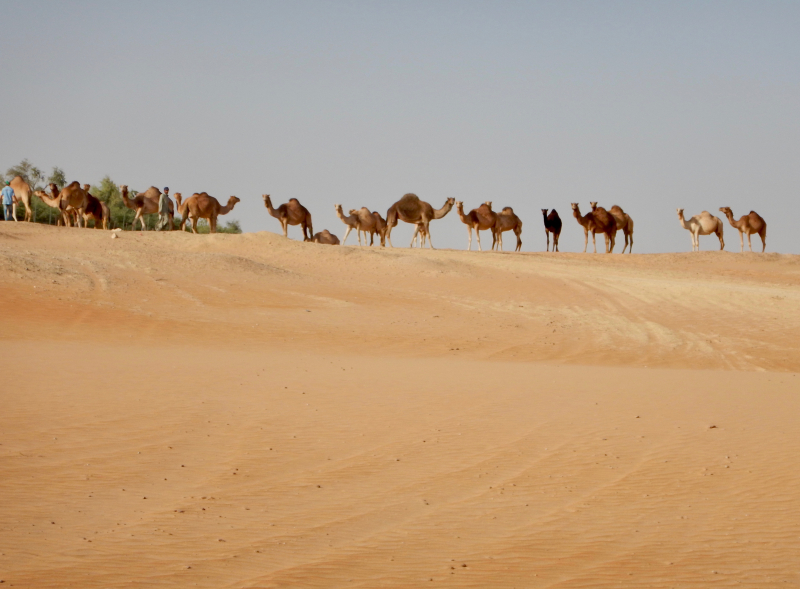 equestrian holiday in Oman desert