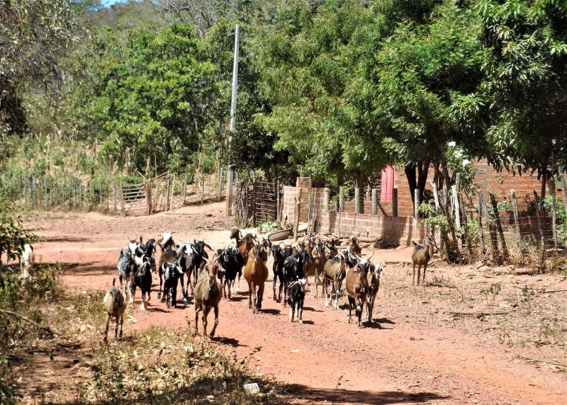 week equestrian vacation in Brazil