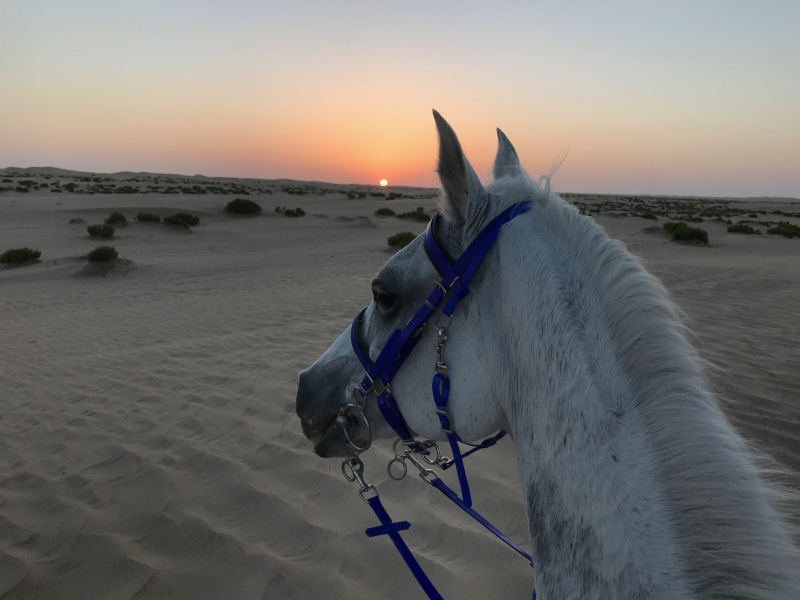 Oman equestrian holiday