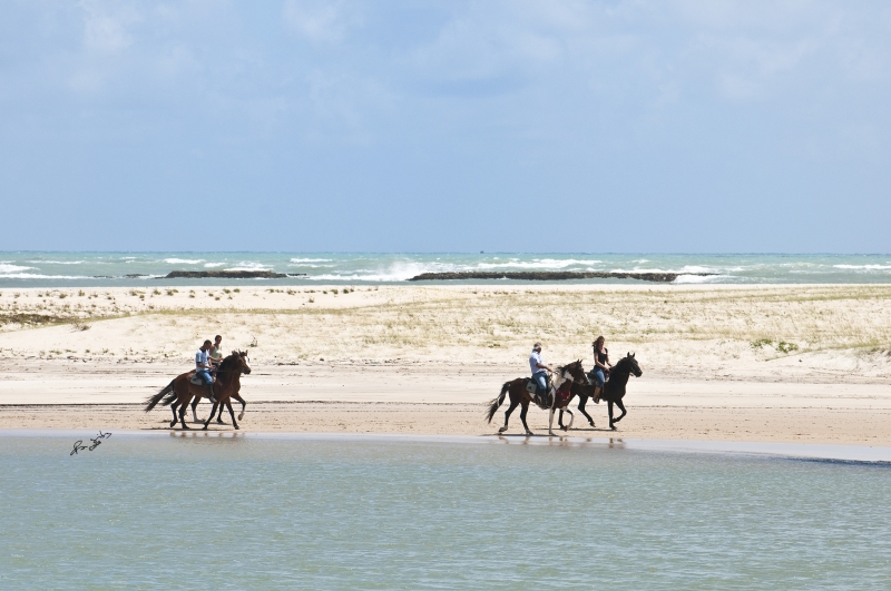 Brazil horses