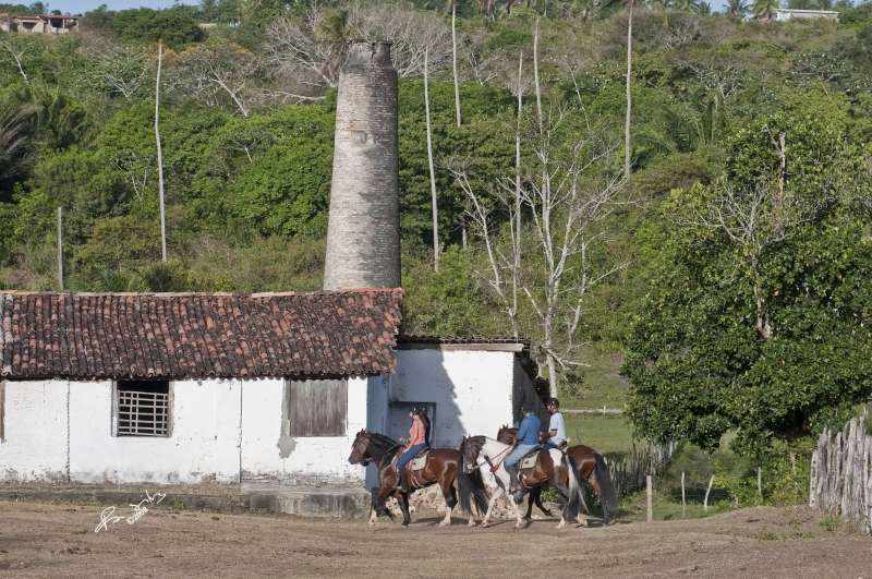 Brazil horseback trail ride