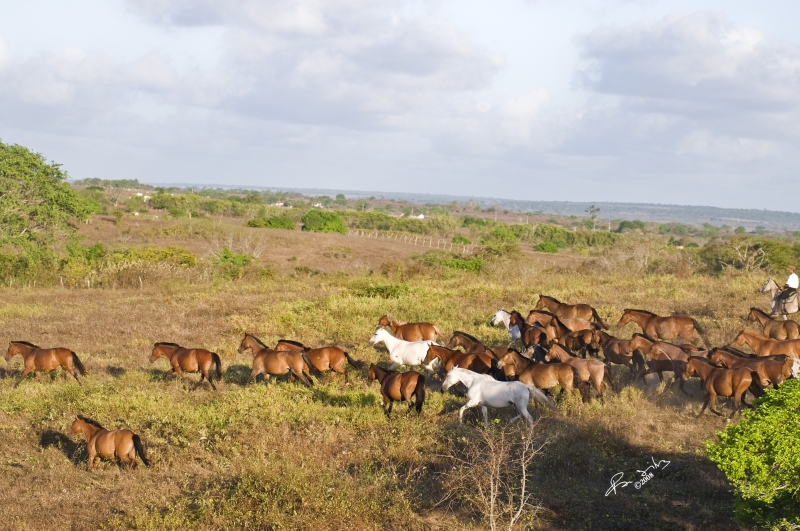 horse riding center in Brazil