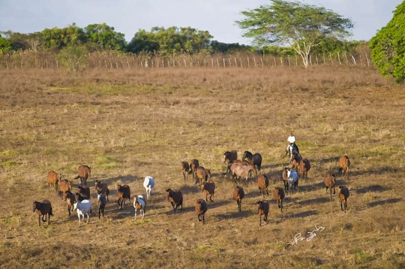 Brazil equestrian center
