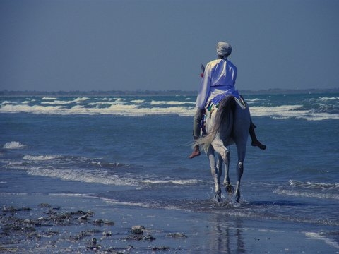 centre équestre à Oman