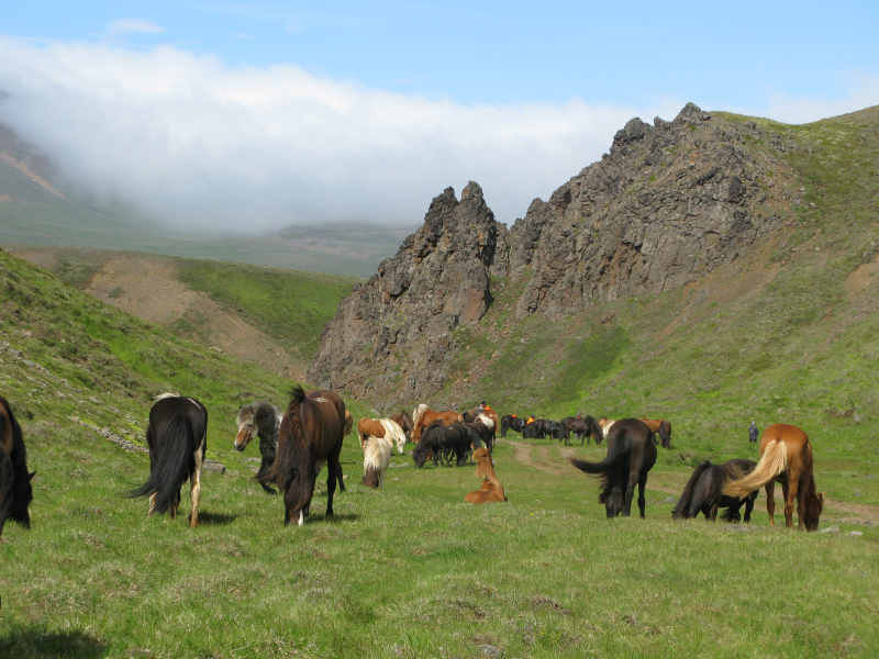 trek à cheval Islande