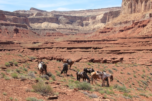 rando cheval usa