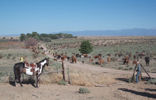 sejour ranch a cheval usa