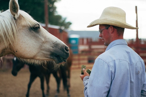 travail betail cheval usa