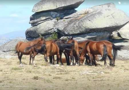holidays with horses in Portugal
