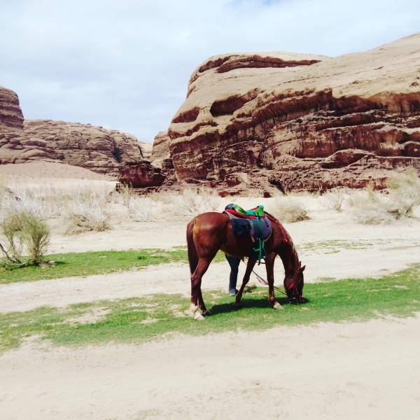 semaine à cheval en Jordanie