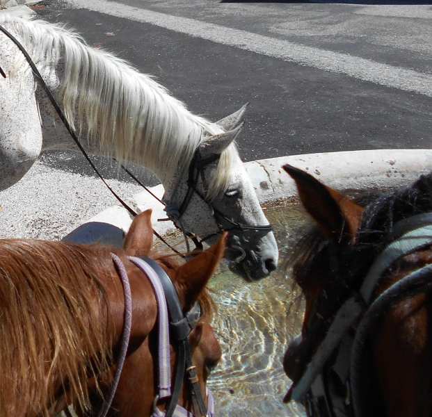 randonnee equestre Vercors