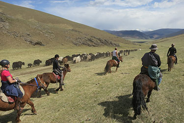 Mongolie cheval