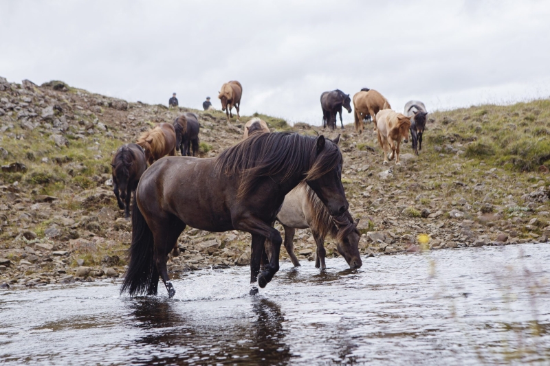 randonnee a cheval en islande