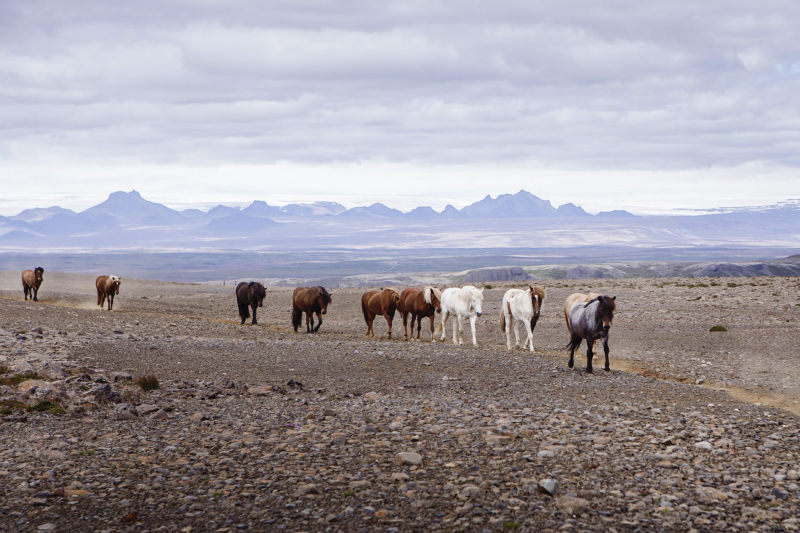 randonnee equestre islande