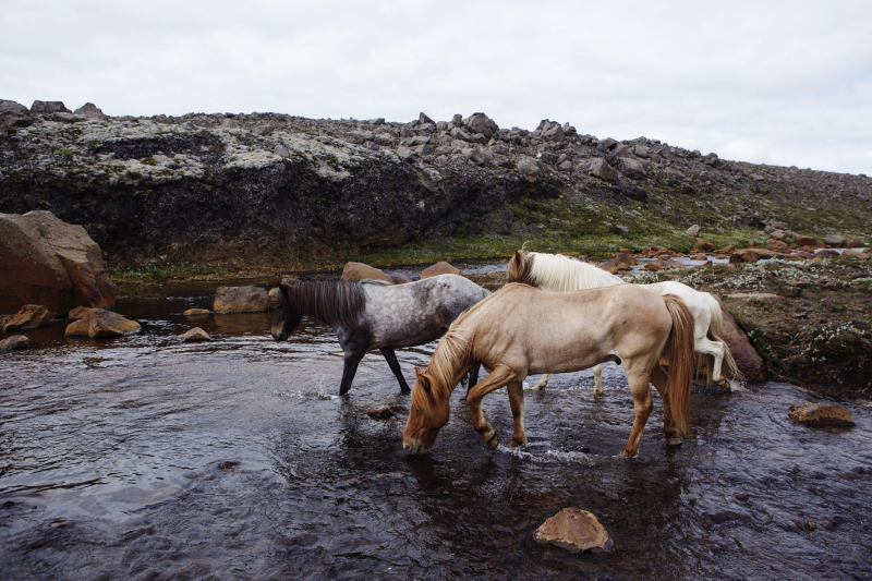 islande randonnée a cheval