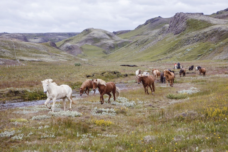 randonnee a cheval islande