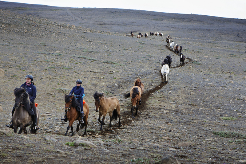 Iceland horseback trail ride
