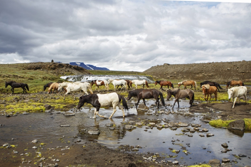 horseback riding in Iceland