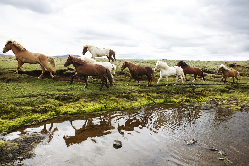 horse riding holidays in Iceland