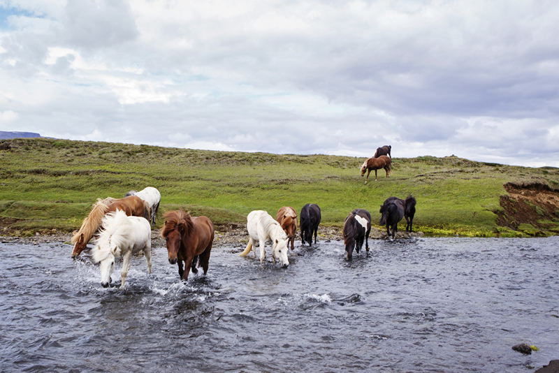 Iceland on horseback