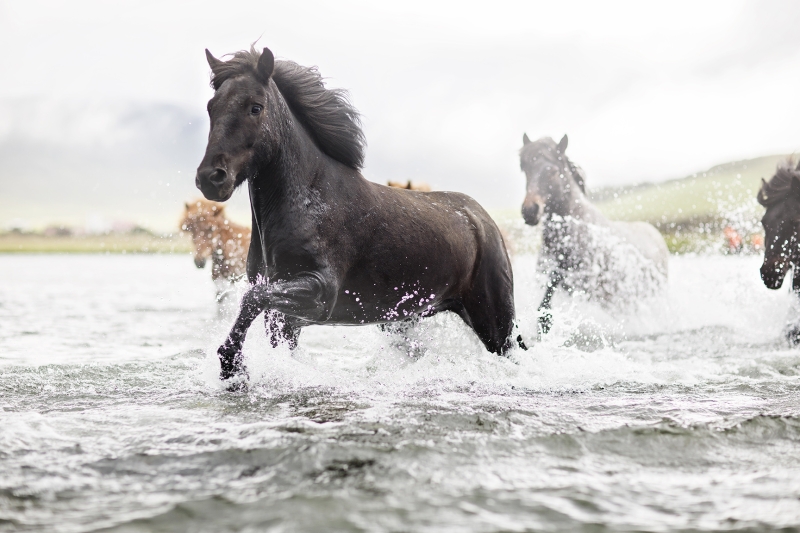 iceland horse riding vacation