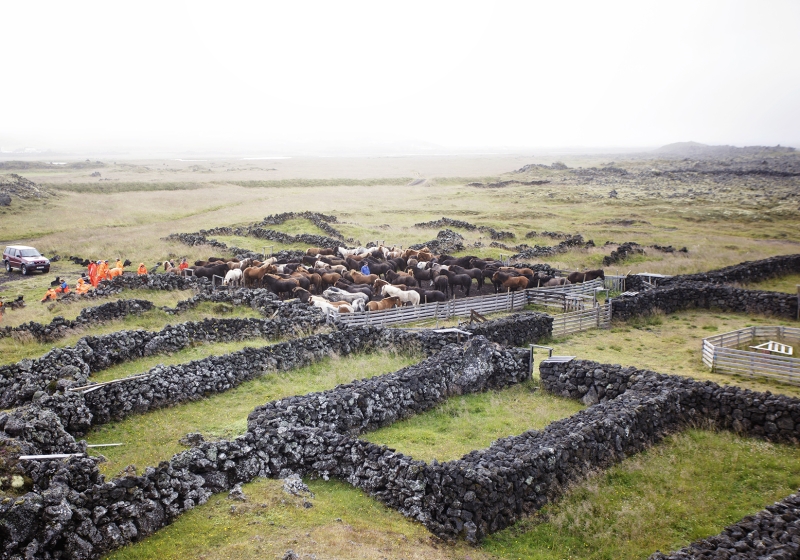 iceland equestrian vacation