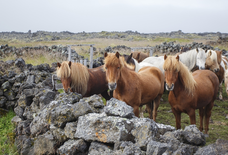 iceland equestrian trip