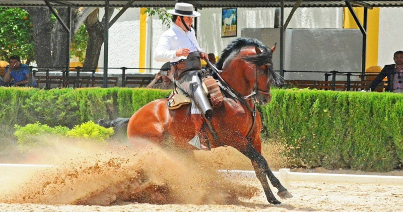 stage équitation au Portugal