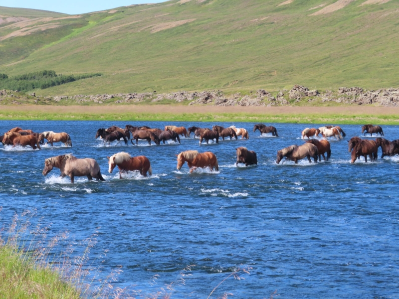 rando à cheval en Islande