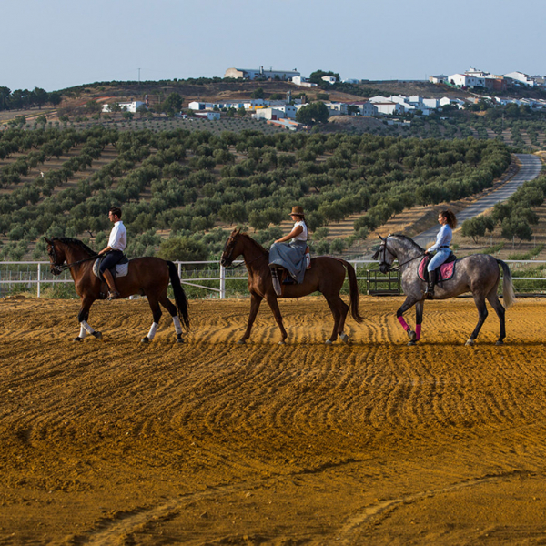 stage équitation au Portugal