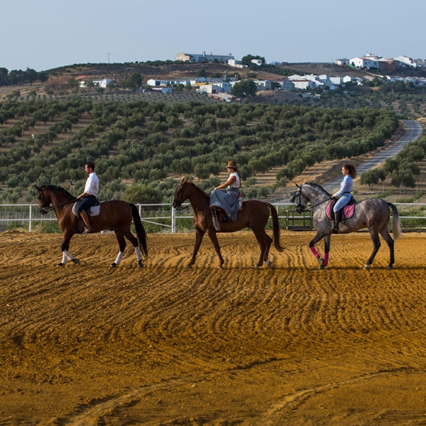 stage équitation au Portugal