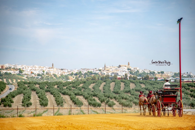 cours de dressage portugal