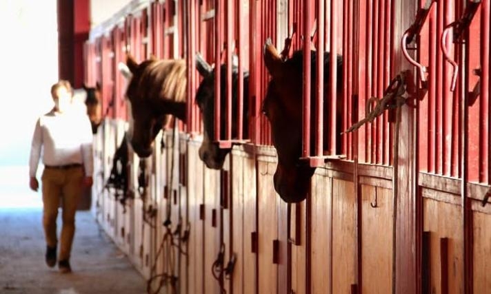 stage equitation portugaise