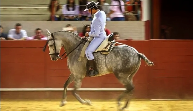 stage equestre portugal