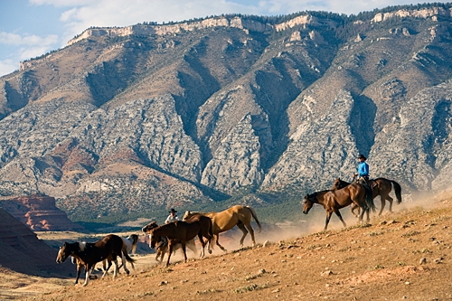 cheval dans un ranch usa