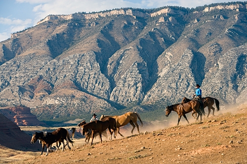 cheval dans un ranch usa