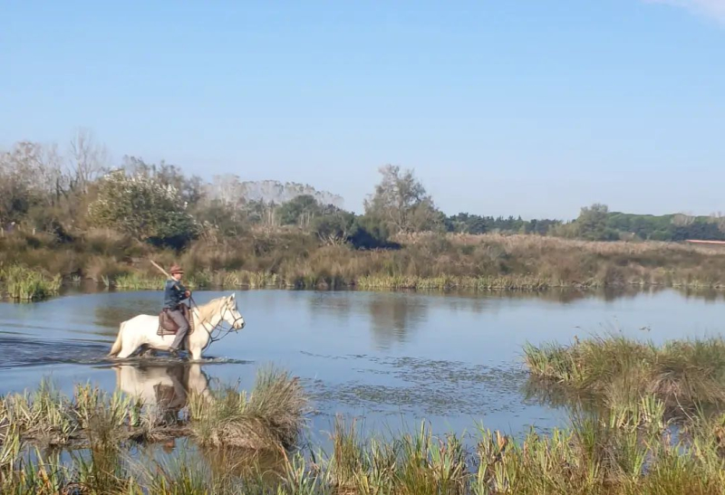 horse riding in camargue
