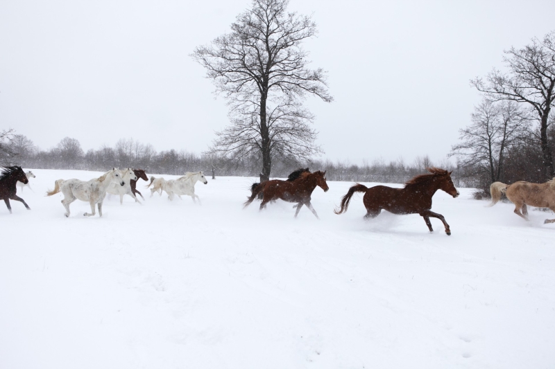 croatia horse riding