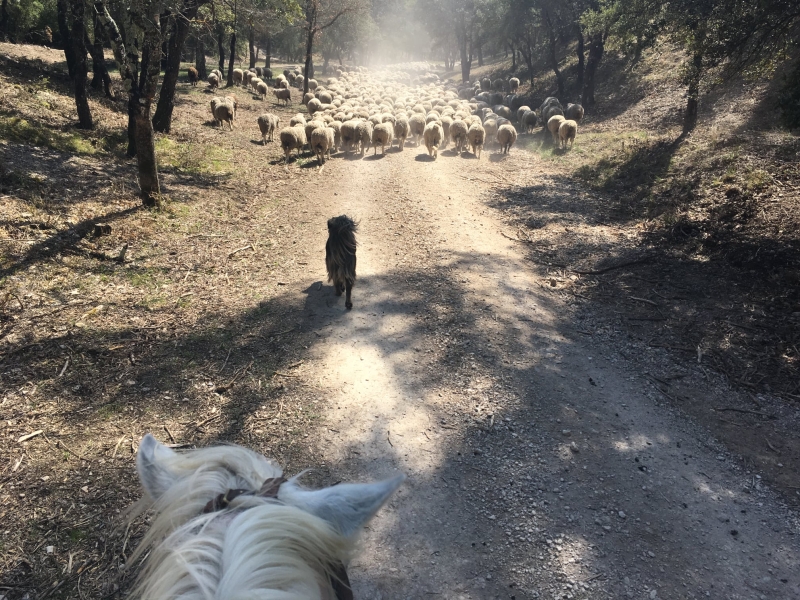 week end équestre dans le Luberon