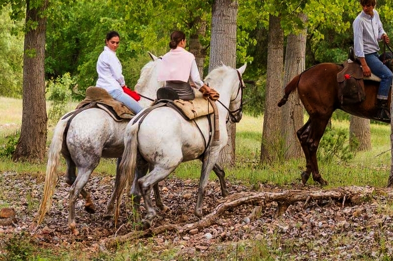 cours de dressage portugal