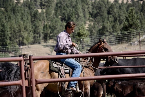 horseback riding cattle work in a ranch usa